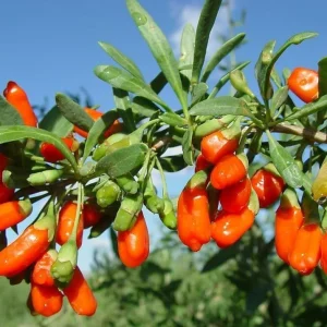 Set of 2 Red Goji Berry Live Plants – Sweet Berry Shrubs, 4-7 Inches Tall, Indoor/Outdoor - Image 2