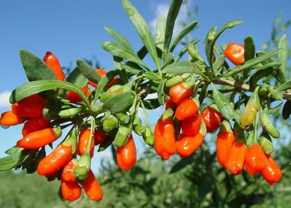 Set of 2 Red Goji Berry Live Plants – Sweet Berry Shrubs, 4-7 Inches Tall, Indoor/Outdoor - Image 2