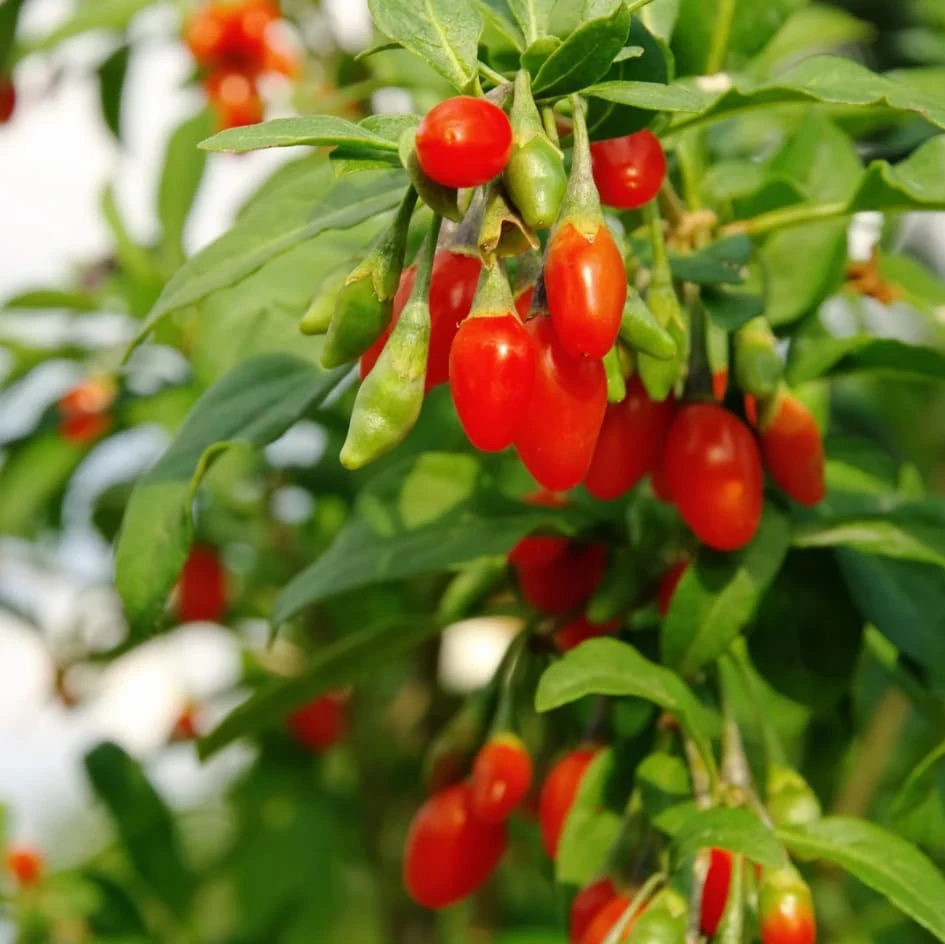 Set of 2 Red Goji Berry Live Plants – Sweet Berry Shrubs, 4-7 Inches Tall, Indoor/Outdoor - Image 3