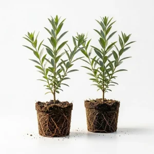 Set of 2 Red Goji Berry Live Plants – Sweet Berry Shrubs, 4-7 Inches Tall, Indoor/Outdoor - Image 4