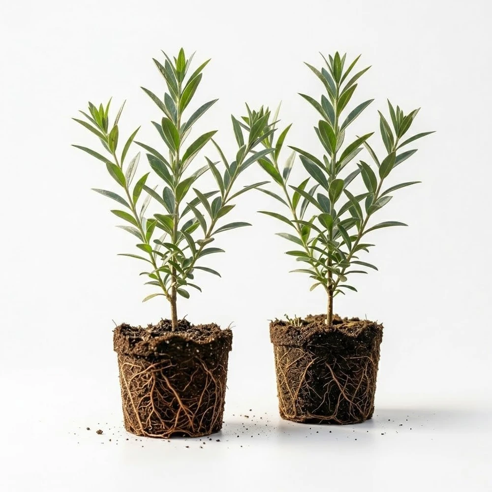 Set of 2 Red Goji Berry Live Plants – Sweet Berry Shrubs, 4-7 Inches Tall, Indoor/Outdoor - Image 4