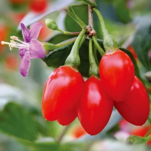 Set of 2 Red Goji Berry Live Plants – Sweet Berry Shrubs, 4-7 Inches Tall, Indoor/Outdoor - Image 5