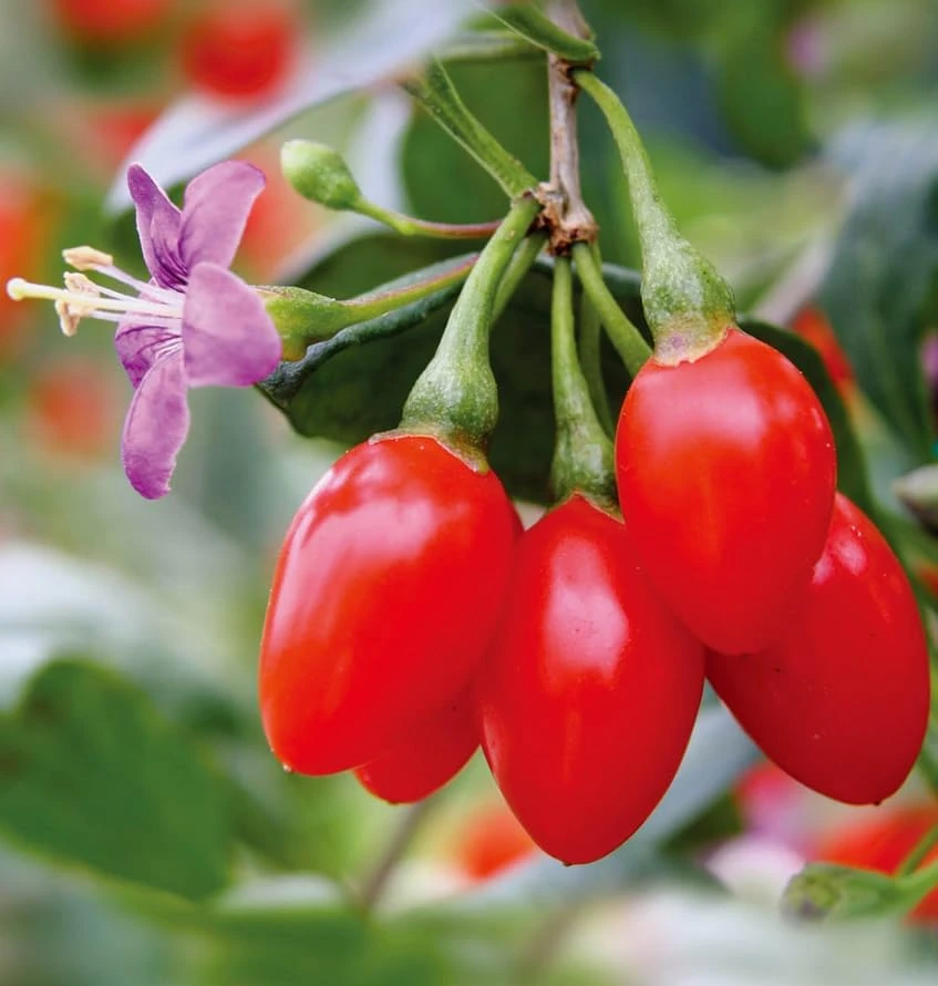 Set of 2 Red Goji Berry Live Plants – Sweet Berry Shrubs, 4-7 Inches Tall, Indoor/Outdoor - Image 5