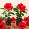 Set of 2 Red Hibiscus Live Plants, Hardy Flowering Tropical Shrub, 4-8 Inch Tall - Image 1