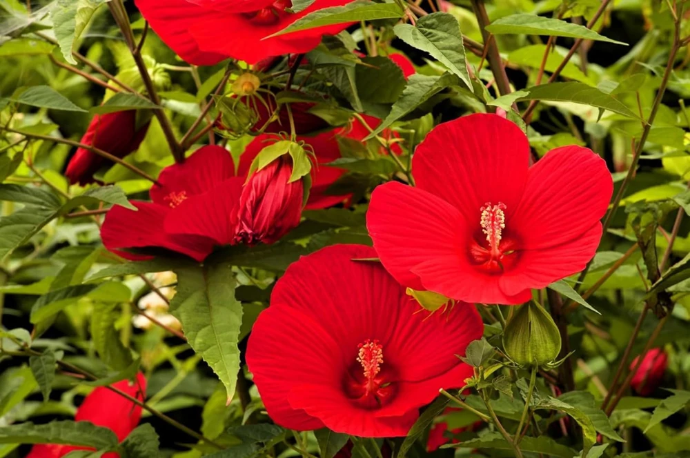 Set of 2 Red Hibiscus Live Plants, Hardy Flowering Tropical Shrub, 4-8 Inch Tall - Image 4