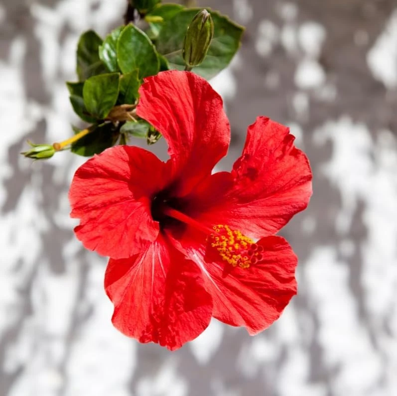 Set of 2 Red Hibiscus Live Plants, Hardy Flowering Tropical Shrub, 4-8 Inch Tall - Image 6