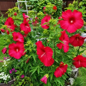 Set of 2 Red Hibiscus Live Plants – Red Flowering Tropical Shrub – 4-8 Inch Tall – Outdoor - Image 3