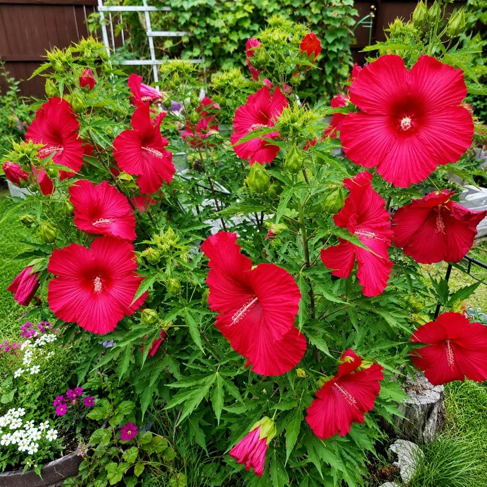 Set of 2 Red Hibiscus Live Plants – Red Flowering Tropical Shrub – 4-8 Inch Tall – Outdoor - Image 3