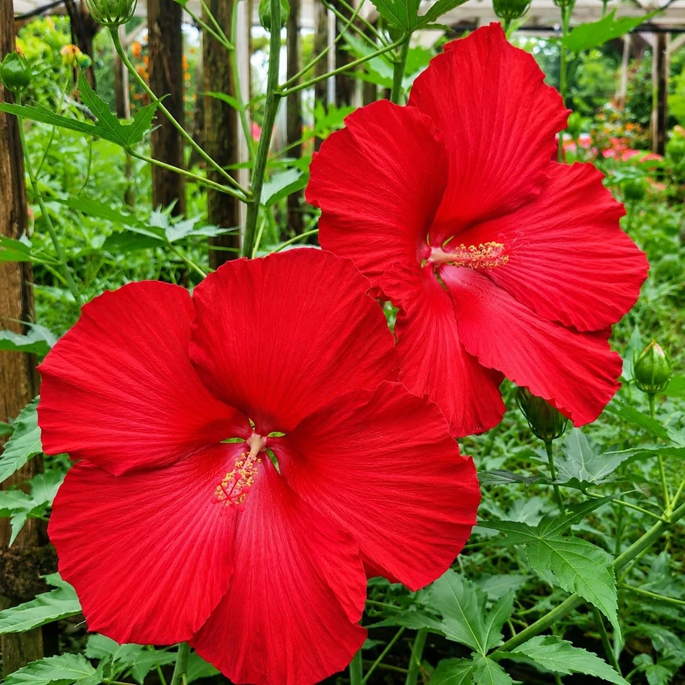 Set of 2 Red Hibiscus Live Plants – Red Flowering Tropical Shrub – 4-8 Inch Tall – Outdoor - Image 4