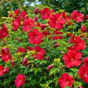 Set of 2 Red Hibiscus Live Plants – Red Flowering Tropical Shrub – 4-8 Inch Tall – Outdoor - Image 5