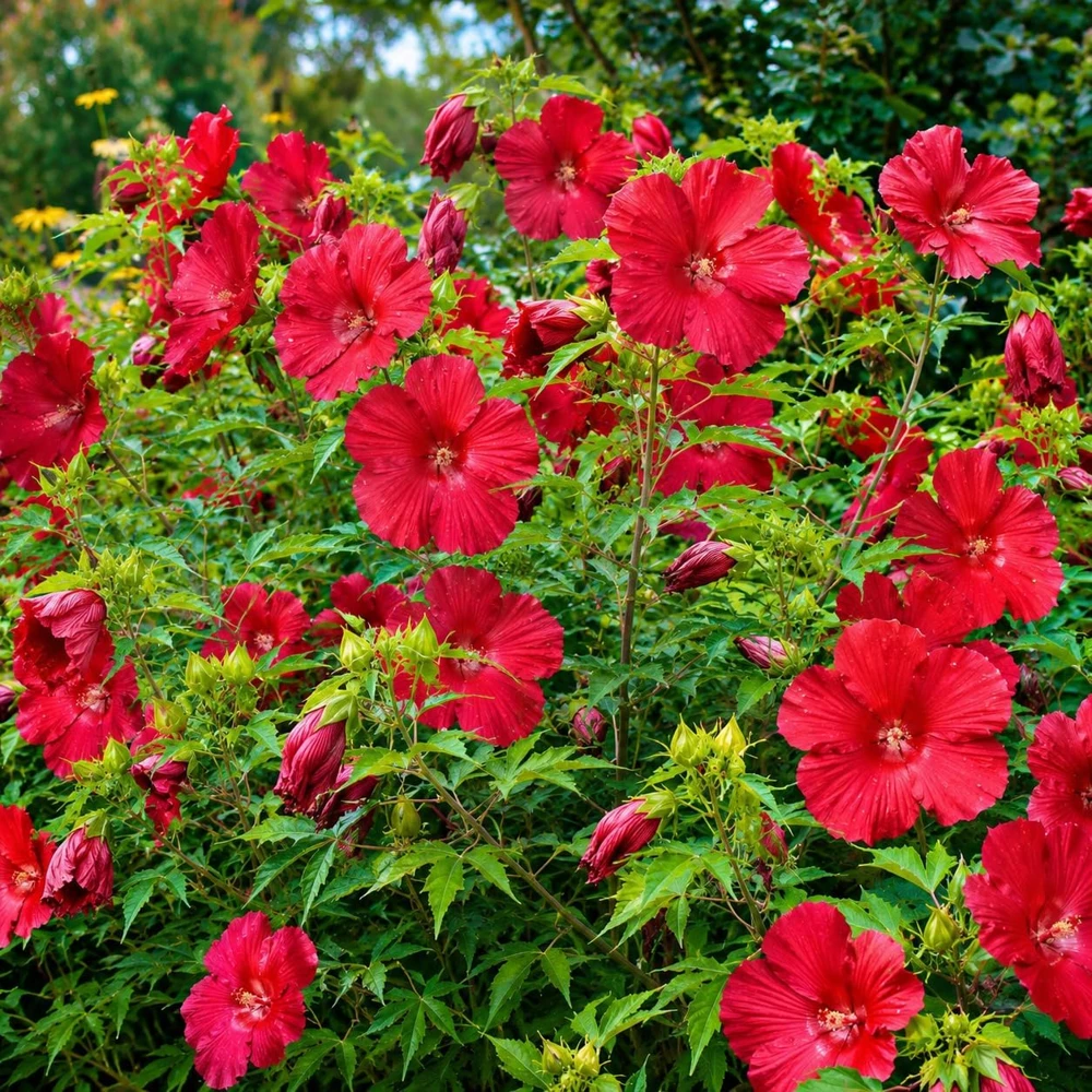 Set of 2 Red Hibiscus Live Plants – Red Flowering Tropical Shrub – 4-8 Inch Tall – Outdoor - Image 5