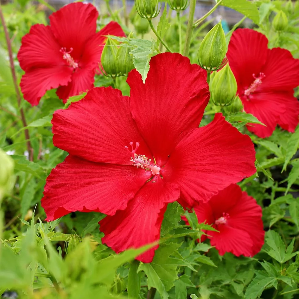 Set of 2 Red Hibiscus Live Plants – Red Flowering Tropical Shrub – 4-8 Inch Tall – Outdoor - Image 6