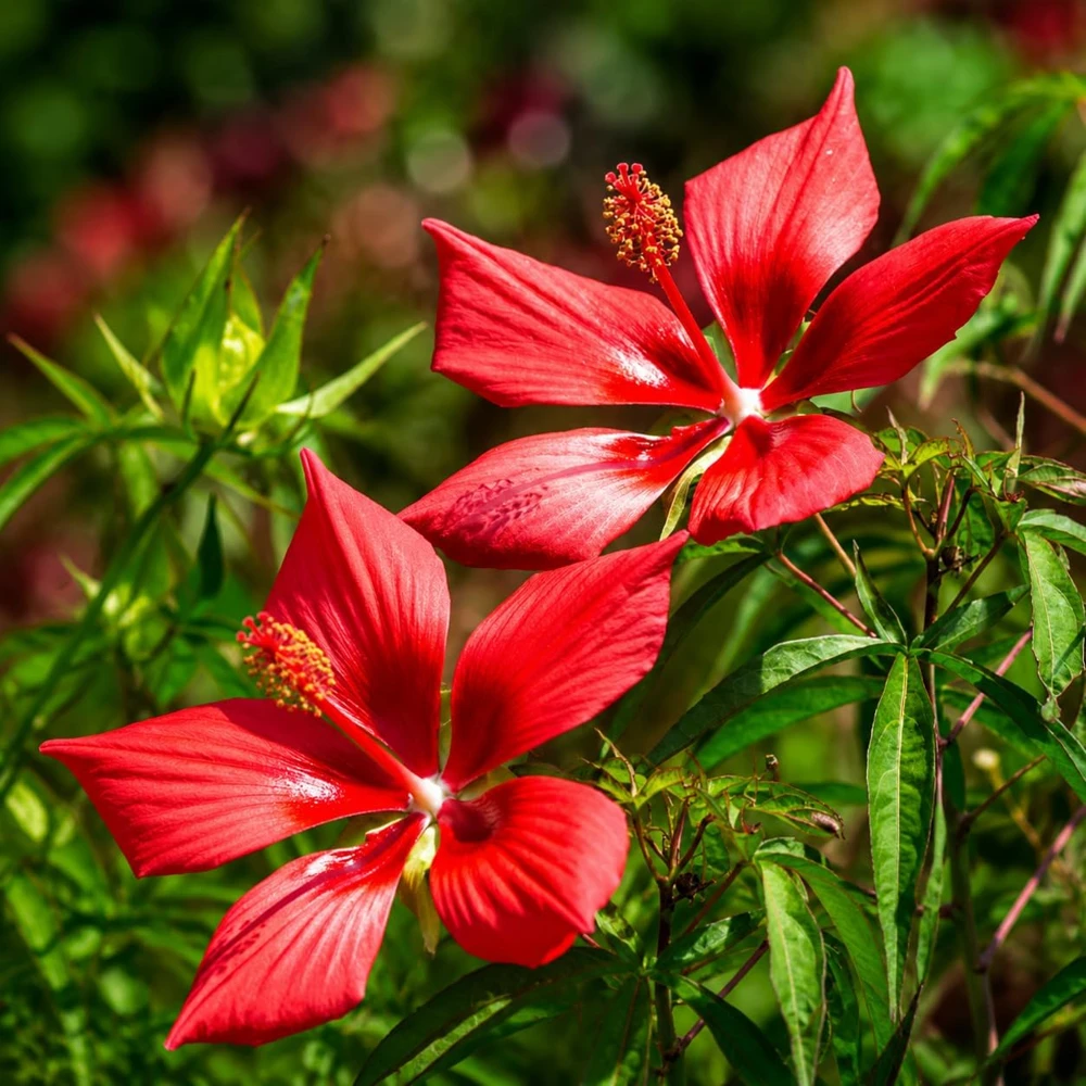 Set of 2 Red Hibiscus Live Plants, Texas Hibiscus Flower, 4-8 Inch Tall - Image 3