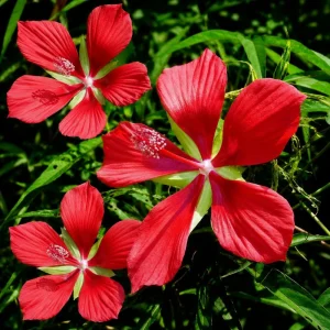 Set of 2 Red Hibiscus Live Plants, Texas Hibiscus Flower, 4-8 Inch Tall - Image 5