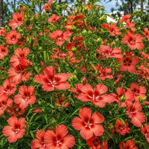 Set of 2 Red Hibiscus Live Plants, Texas Hibiscus Flower, 4-8 Inch Tall - Image 6