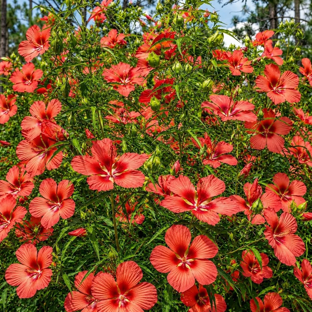 Set of 2 Red Hibiscus Live Plants, Texas Hibiscus Flower, 4-8 Inch Tall - Image 6