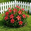 Set of 2 Red Hibiscus Live Plants, Texas Hibiscus Flower, 4-8 Inch Tall - Image 1