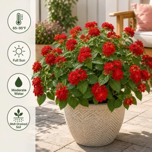 Set of 2 Red Lantana Live Plants, Bicolor Flowering, 4-7 Inch Tall Outdoor Garden Starter Plants - Image 2