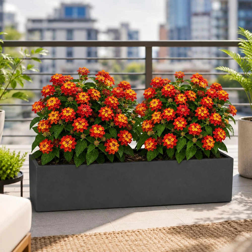 Set of 2 Red Lantana Live Plants, Bicolor Flowering, 4-7 Inch Tall Outdoor Garden Starter Plants - Image 4