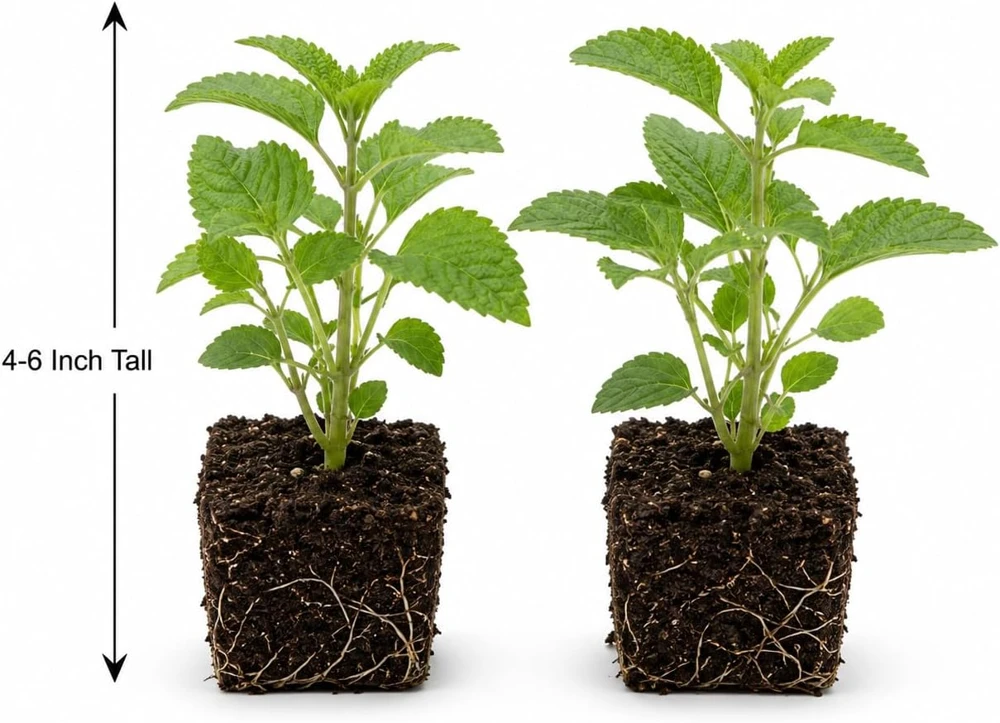 Set of 2 Red Lantana Live Plants, Bicolor Flowering, 4-7 Inch Tall Outdoor Garden Starter Plants - Image 5