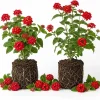 Set of 2 Red Lantana Live Plants, Bicolor Flowering, 4-7 Inch Tall Outdoor Garden Starter Plants - Image 1