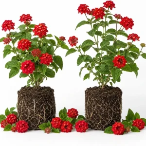 Set of 2 Red Lantana Live Plants, Bicolor Flowering, 4-7 Inch Tall Outdoor Garden Starter Plants - Image 1