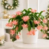 Set of 2 Salmon Christmas Cactus Live Plants, Tropical Cactus, 4-8 Inch Tall - Image 1