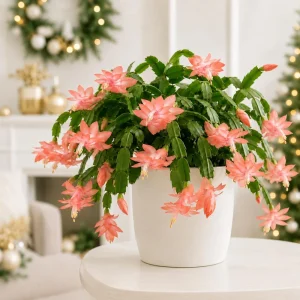 Set of 2 Salmon Christmas Cactus Live Plants, Tropical Cactus, 4-8 Inch Tall - Image 1