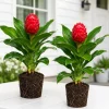Set of 2 Shampoo Ginger Live Plants, Zingiber Zerumbet, 4-8 Inch Tall, Outdoor - Image 1