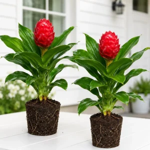 Set of 2 Shampoo Ginger Live Plants, Zingiber Zerumbet, 4-8 Inch Tall, Outdoor - Image 1