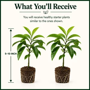 Set of 2 Soursop Live Plants, Guanabana Fruit Tree, 5-10 Inches Tall - Image 2
