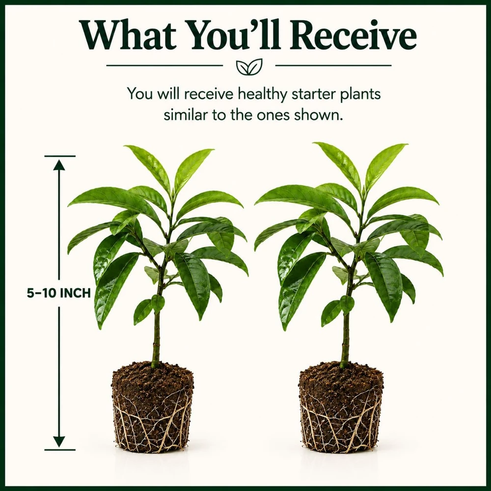 Set of 2 Soursop Live Plants, Guanabana Fruit Tree, 5-10 Inches Tall - Image 2