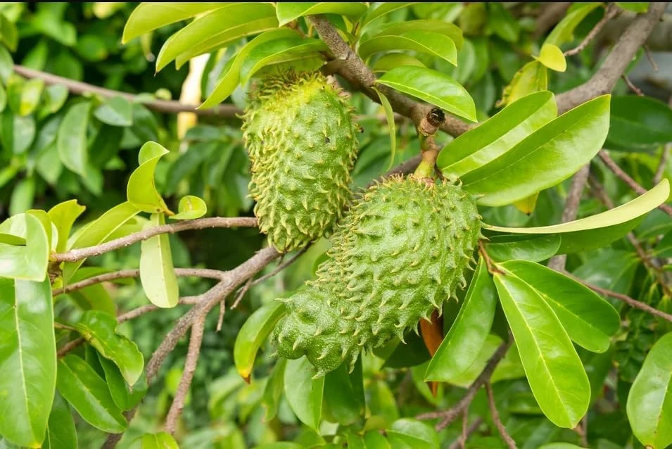 Set of 2 Soursop Live Plants, Guanabana Fruit Tree, 5-10 Inches Tall - Image 7