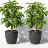 Set of 2 Soursop Live Plants, Guanabana Fruit Tree, 5-10 Inches Tall - Image 1