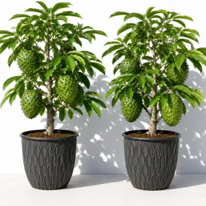 Set of 2 Soursop Live Plants, Guanabana Fruit Tree, 5-10 Inches Tall - Image 1