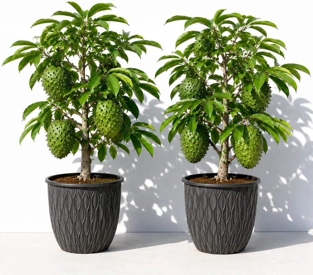Set of 2 Soursop Live Plants, Guanabana Fruit Tree, 5-10 Inches Tall - Image 1