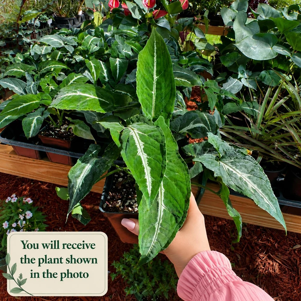 Set of 2 Syngonium Live Plants - Tropical Houseplant, 5-8 Inch Tall, 4 Inch Pot - Image 2