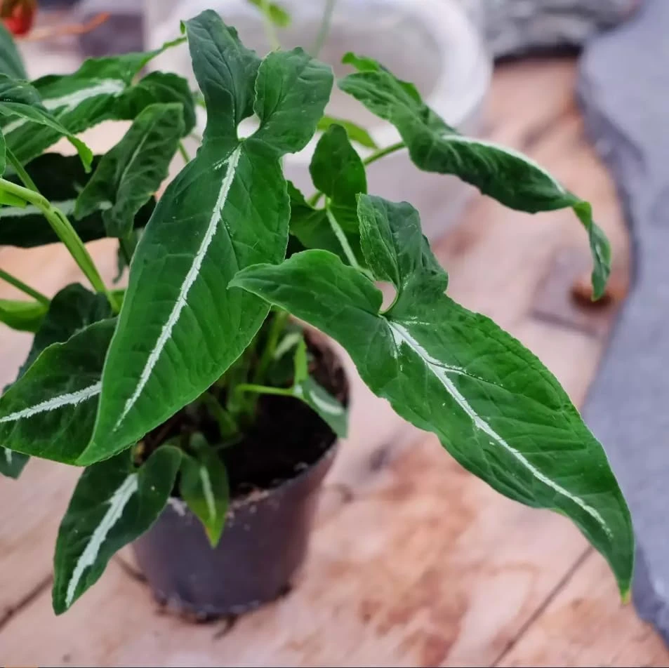 Set of 2 Syngonium Live Plants - Tropical Houseplant, 5-8 Inch Tall, 4 Inch Pot - Image 3