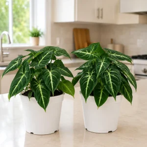 Set of 2 Syngonium Live Plants - Tropical Houseplant, 5-8 Inch Tall, 4 Inch Pot - Image 1