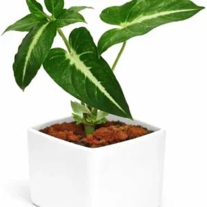 Set of 2 Syngonium Live Plants - Tropical Houseplant, 5-8 Inch Tall, 4 Inch Pot - Image 4