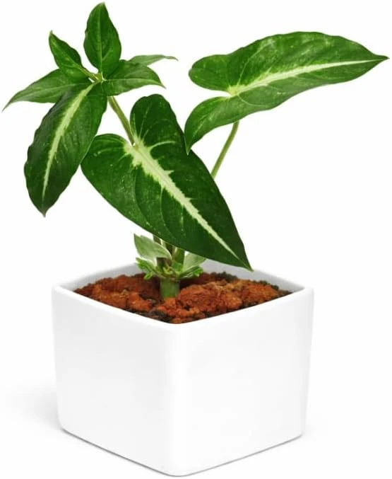 Set of 2 Syngonium Live Plants - Tropical Houseplant, 5-8 Inch Tall, 4 Inch Pot - Image 4
