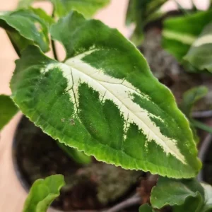 Set of 2 Syngonium Live Plants - Tropical Houseplant, 5-8 Inch Tall, 4 Inch Pot - Image 5