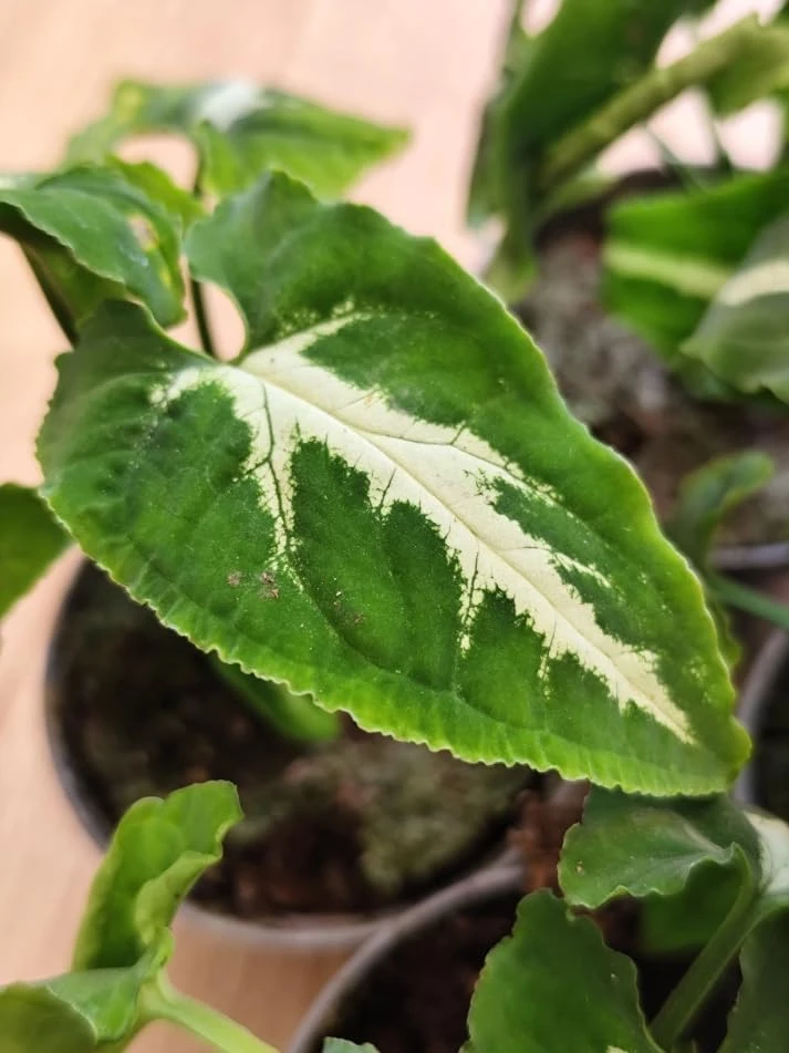 Set of 2 Syngonium Live Plants - Tropical Houseplant, 5-8 Inch Tall, 4 Inch Pot - Image 5