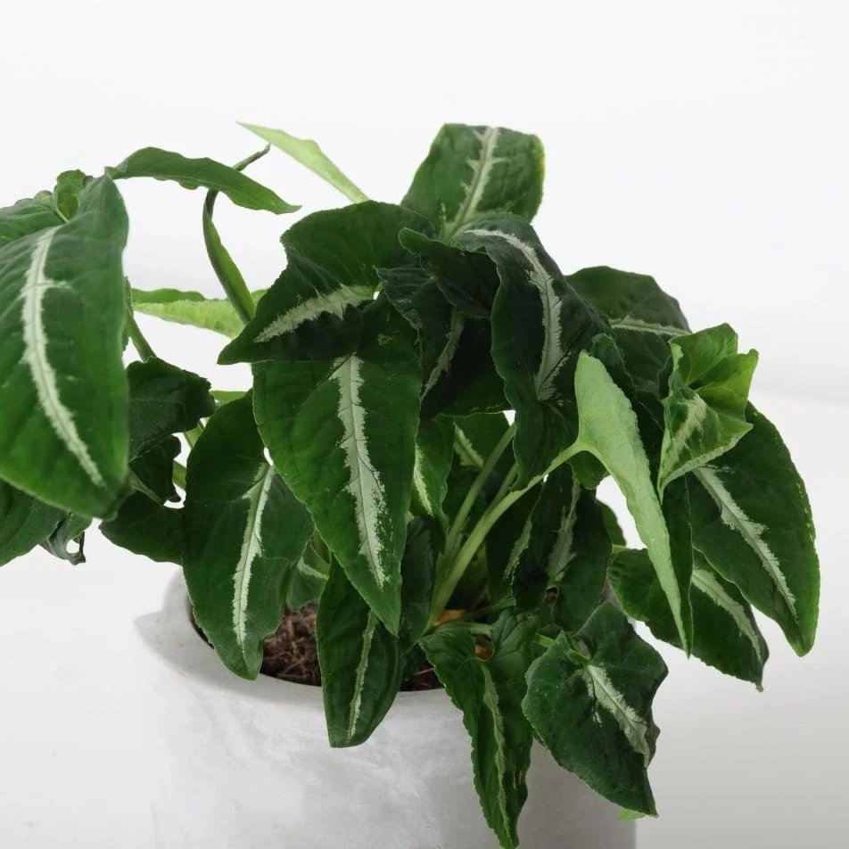 Set of 2 Syngonium Live Plants - Tropical Houseplant, 5-8 Inch Tall, 4 Inch Pot - Image 6