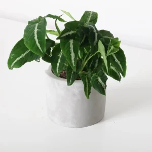Set of 2 Syngonium Live Plants - Tropical Houseplant, 5-8 Inch Tall, 4 Inch Pot - Image 7