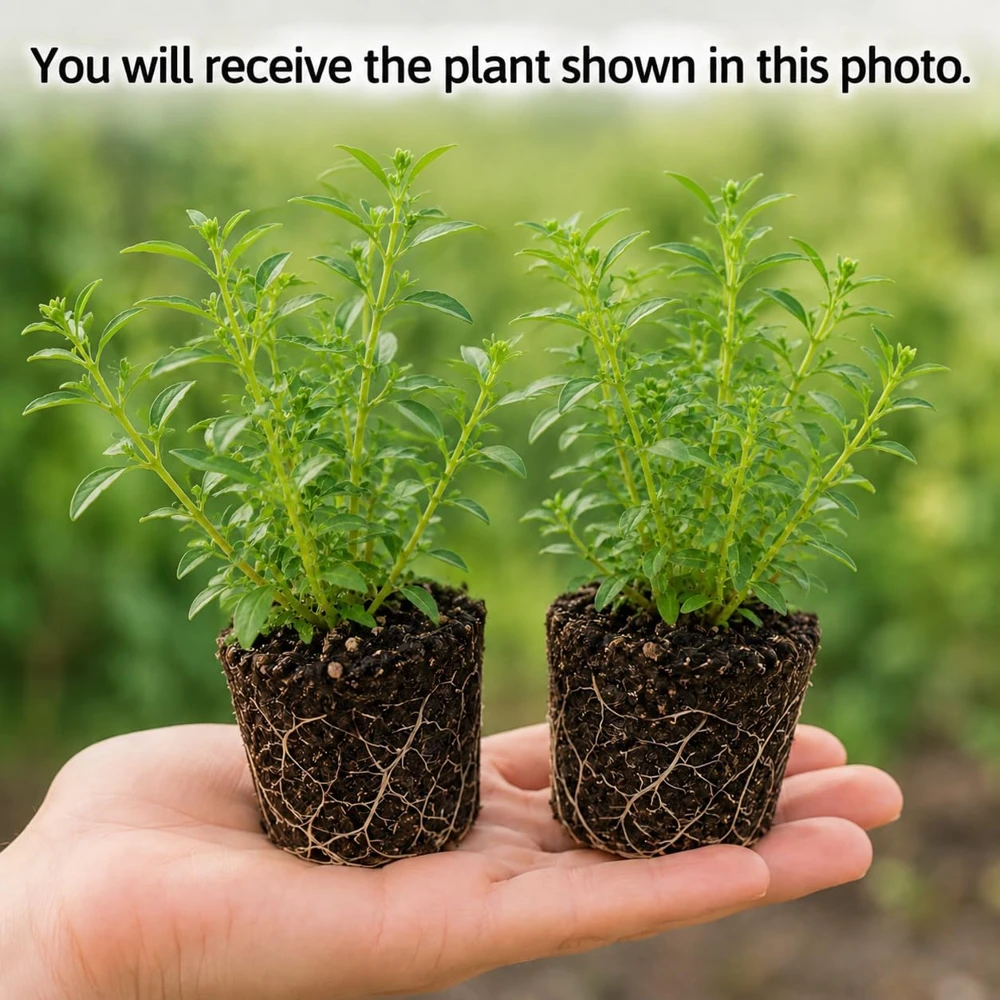 Set of 2 Texas Tarragon Plants Live, 4-8 Inch Tall, Fragrant Perennial Herb - Image 3