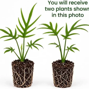 Set of 2 Tortum Philodendron Live Plants – 4-8 Inch Tall Houseplants – Indoor - Image 2
