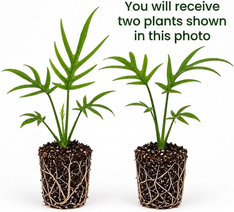 Set of 2 Tortum Philodendron Live Plants – 4-8 Inch Tall Houseplants – Indoor - Image 2