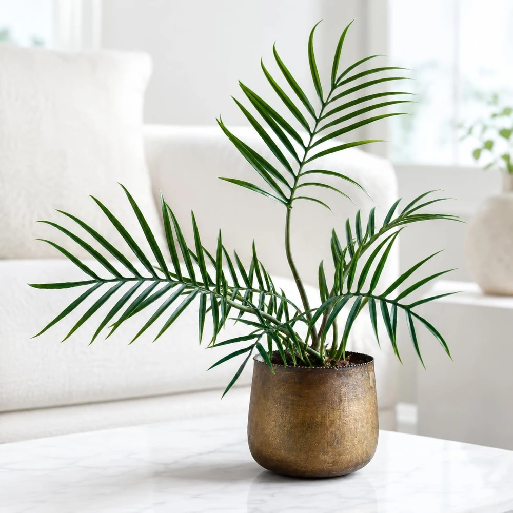 Set of 2 Tortum Philodendron Live Plants – 4-8 Inch Tall Houseplants – Indoor - Image 3