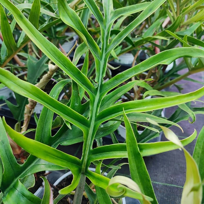 Set of 2 Tortum Philodendron Live Plants – 4-8 Inch Tall Houseplants – Indoor - Image 4